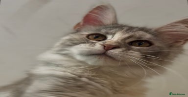 Maine Coon cats - Advert 11
