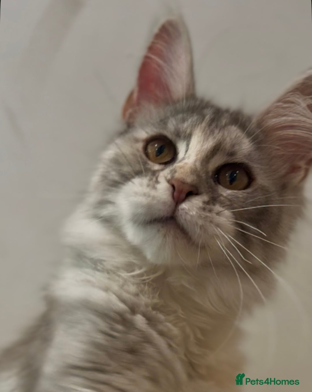 Maine Coon cats for sale: Maine coon kittens•Ready to leave•Fully vaccinated - Image 3