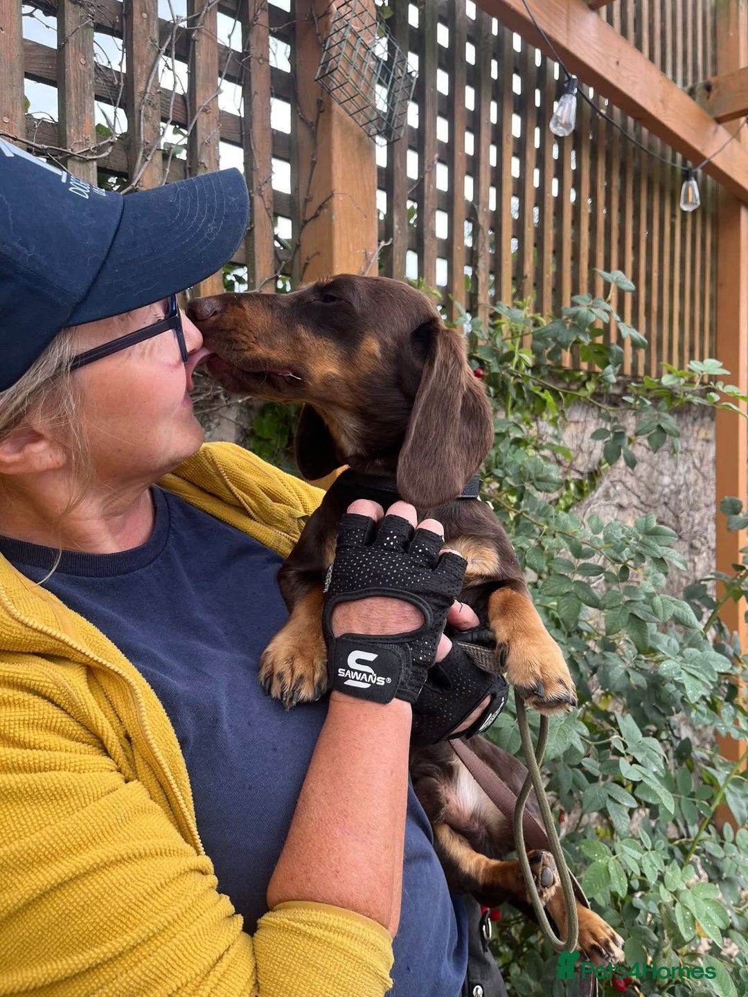 Dachshund dogs for adoption: Ollie - Image 6