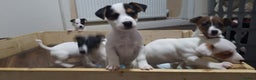 Jack Russell dogs for sale: Jack Russel puppies  - Advert 6