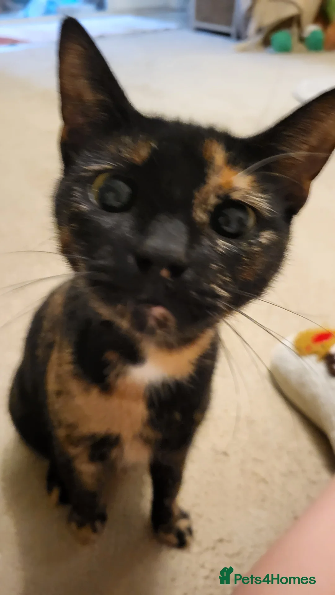 Mixed Breed cats for sale: Kittens READY NOW - Advert 3