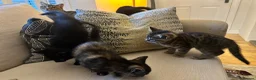 Mixed Breed cats for sale: Mixed‑Breed British Shorthair Kittens! 🐾 - Advert 2