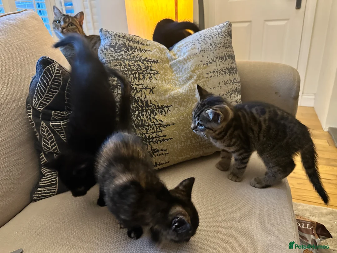 Mixed Breed cats for sale: Mixed‑Breed British Shorthair Kittens! 🐾 - Advert 2