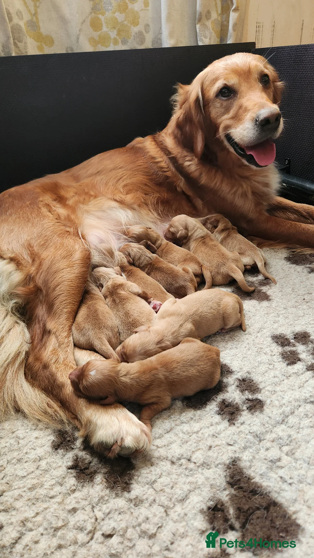 Golden Retriever dogs for sale: Working Golden Retriever - Advert 1