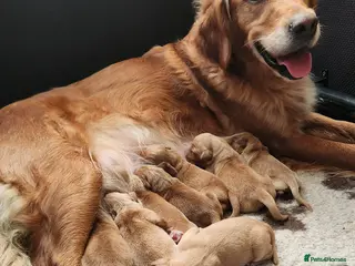 Golden Retriever dogs Working Golden Retriever - Advert 2