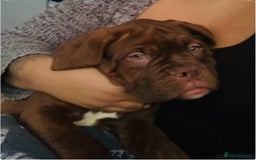 Dogue De Bordeaux dogs for sale: 4 Year Old Bitch  - Image 9
