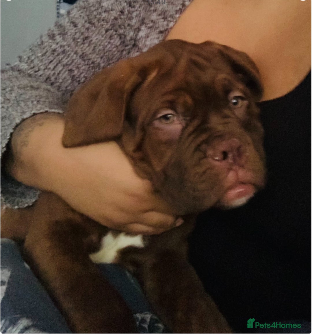 Dogue De Bordeaux dogs for sale: 4 Year Old Bitch  - Image 9