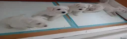 Miniature Schnauzer dogs for sale: Champion Bloodline White Miniature Schnauzers  in Preston - Advert 4