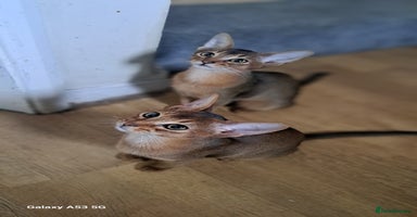 Abyssinian cats - Advert 11