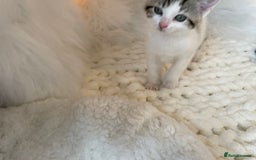 British Shorthair cats for sale: Beautiful Fluffy Kitten.  - Image 10