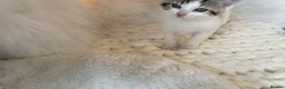 Domestic Shorthair cats for sale: Beautiful Fluffy Kitten.  - Advert 10