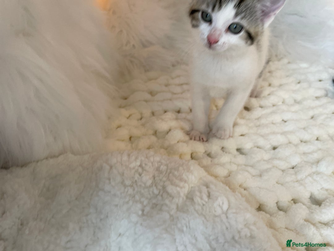 British Shorthair cats for sale: Beautiful Fluffy Kitten.  - Image 10