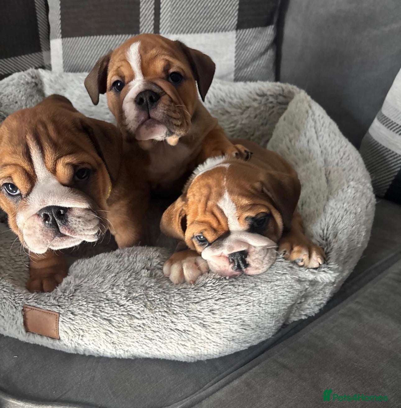 English Bulldog dogs STUNNING TRADITIONAL ENGLISH BULLDOG - Advert 1