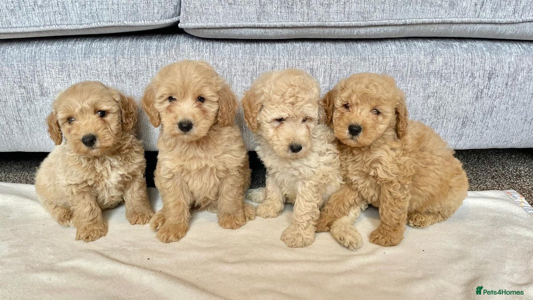 Coton De Tulear dogs for sale: Coton noodles puppies ready now  - Image 5