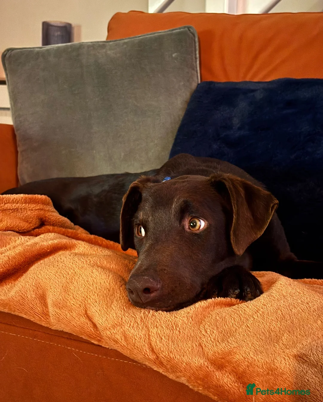 Mixed Breed dogs for sale: Lovely Buttons needs his family  - Advert 6