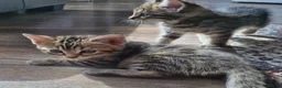 Mixed Breed cats for sale: 4 bengal cross kittens - Advert 14