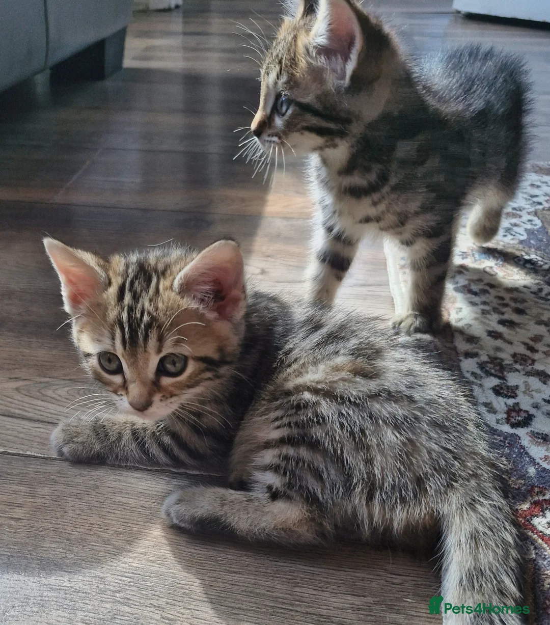 Mixed Breed cats for sale: 4 bengal cross kittens - Advert 14