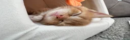 Mixed Breed cats for sale: Gorgeous ginger kittens  - Advert 21