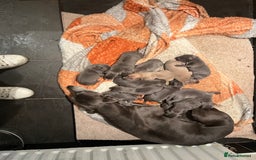 Whippet dogs for sale: KC registered Whippet pups - Image 5