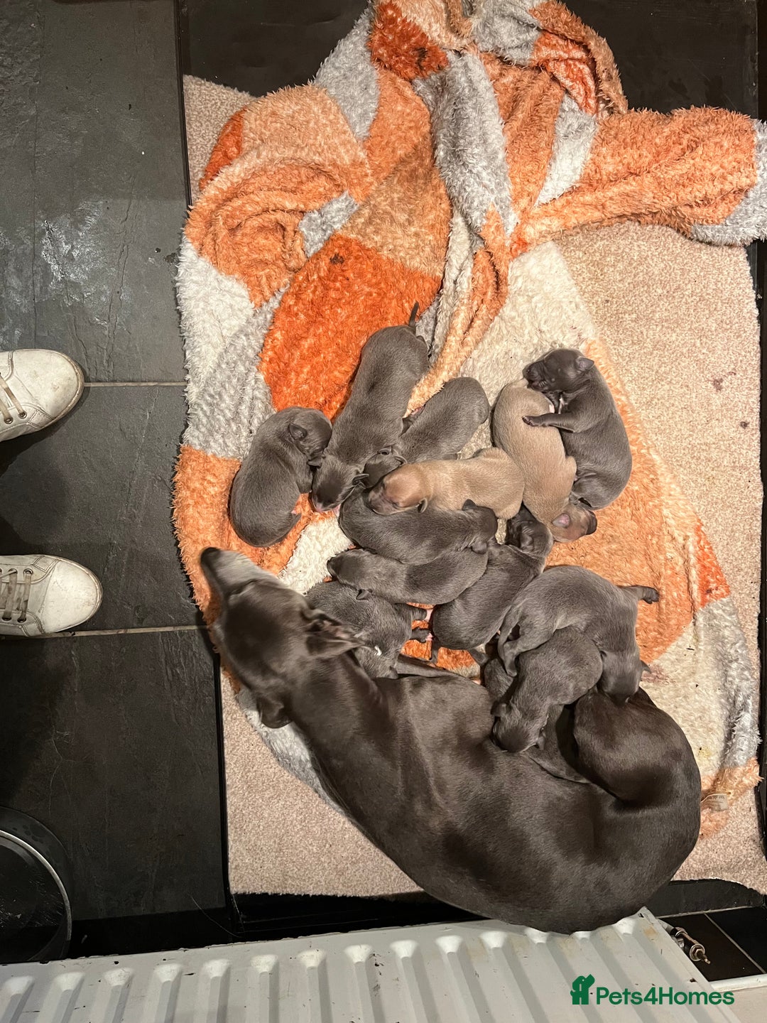Whippet dogs for sale: KC registered Whippet pups - Image 5