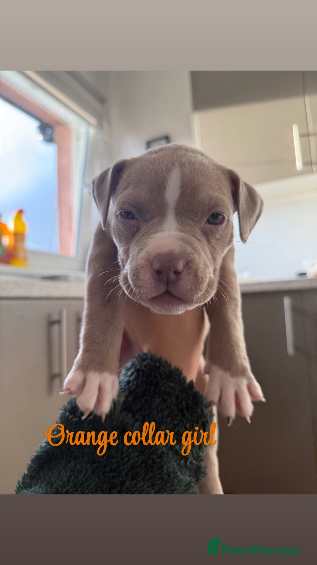 American Bully dogs for sale: 8 gorgeous American Bully pups 🐶 - Advert 19
