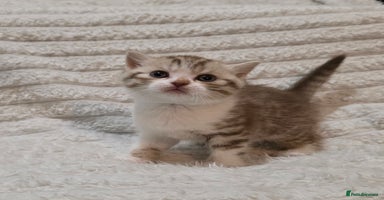 British Shorthair cats - Advert 1