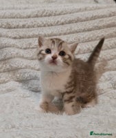 British Shorthair cats - Advert 1