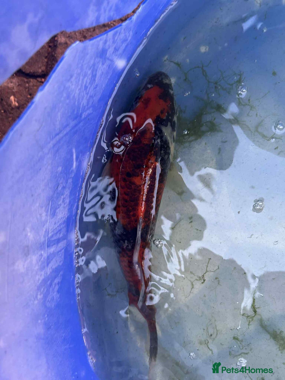Koi Carp fish for sale: Koi for sale - Image 12