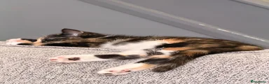 Mixed Breed 1