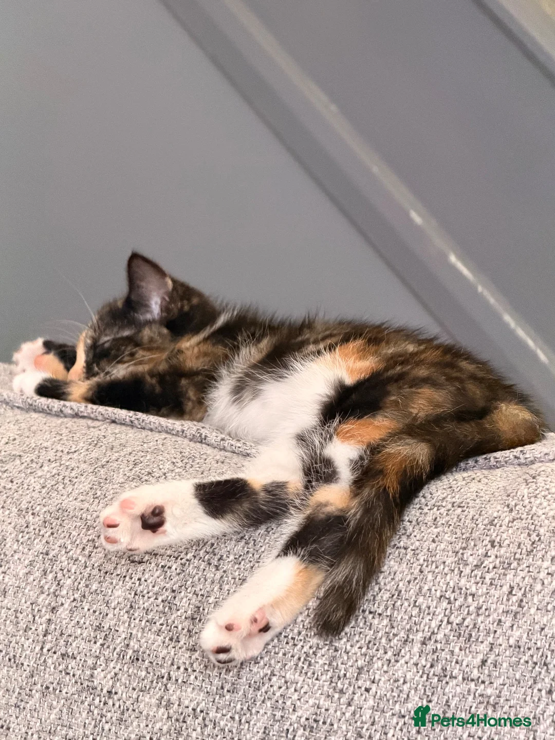 Mixed Breed cats for sale: 2 kittens  in Leicester - Advert 2