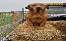 Labradoodle dogs for sale: Fully Health Tested Labradoodles F1B Deep Fox Red  - Advert 10