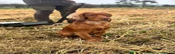 Cockapoo dogs for sale: Cockapoo puppies for sale. Ready in 4weeks  - Advert 12
