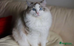 Ragdoll cats for stud: GCCF/TICA ACTIVE REGISTERED Championbloodline stud in Leyland - Image 4