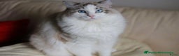 Ragdoll cats for stud: GCCF/TICA ACTIVE REGISTERED Championbloodline stud in Leyland - Advert 3