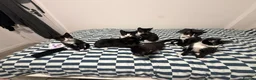 Mixed Breed cats for sale: 7 Adorable Kittens Looking for Loving Homes - Advert 4