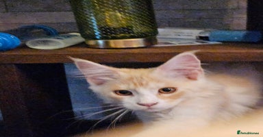 Maine Coon cats - Advert 6