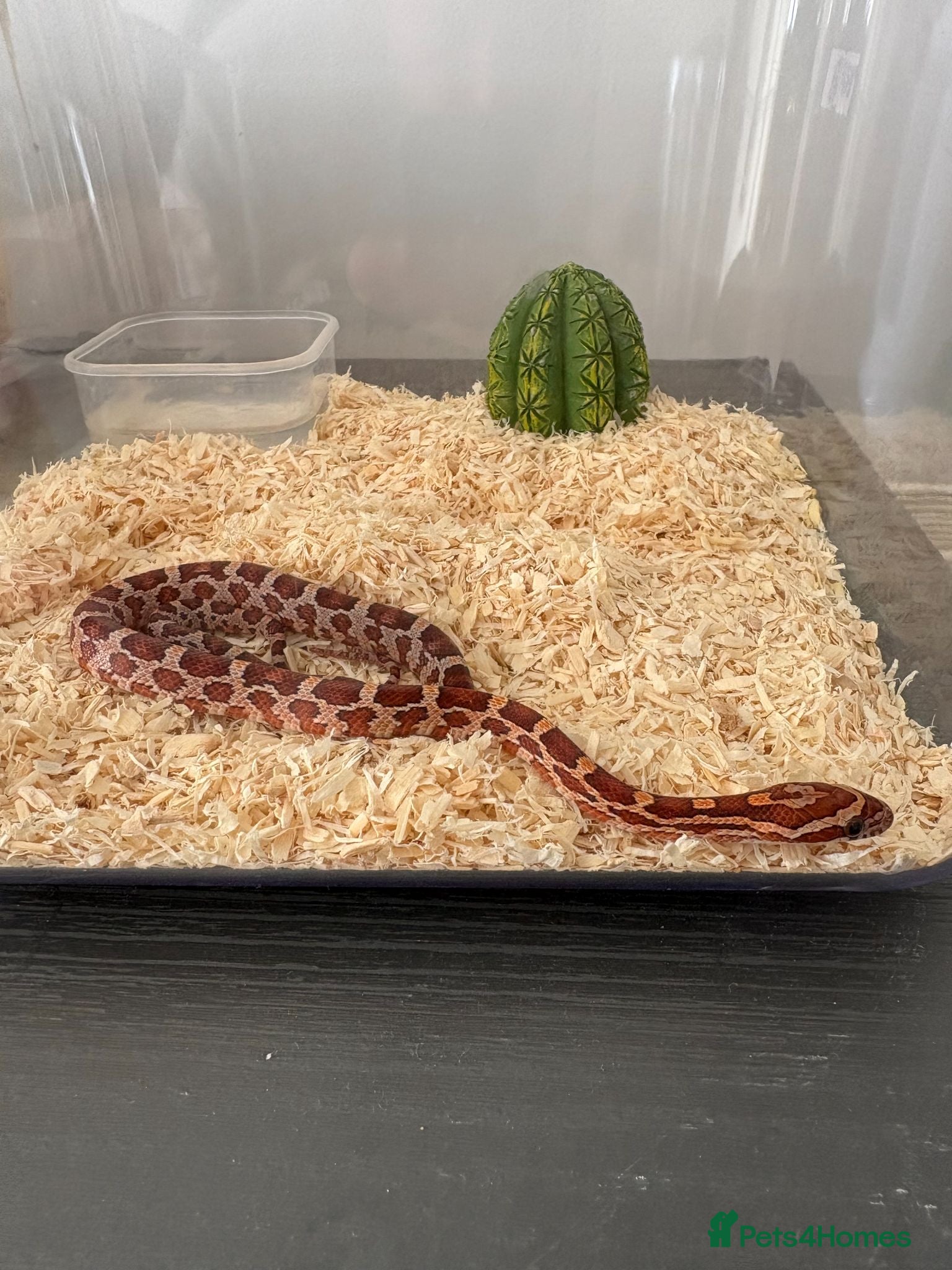 Corn Snake reptiles Het Palmetto Corn Snake - Advert 1