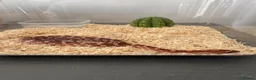 Corn Snake reptiles for sale: Het Palmetto Corn Snake - Advert 1