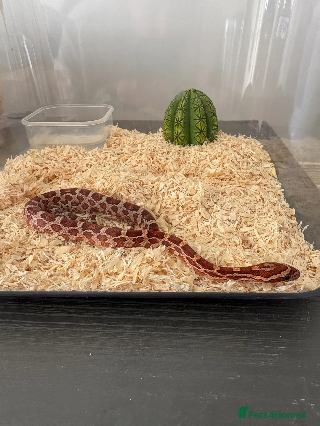 Corn Snake reptiles for sale: Het Palmetto Corn Snake - Advert 1
