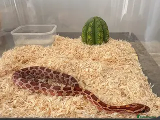 Corn Snake reptiles Het Palmetto Corn Snake - Advert 1