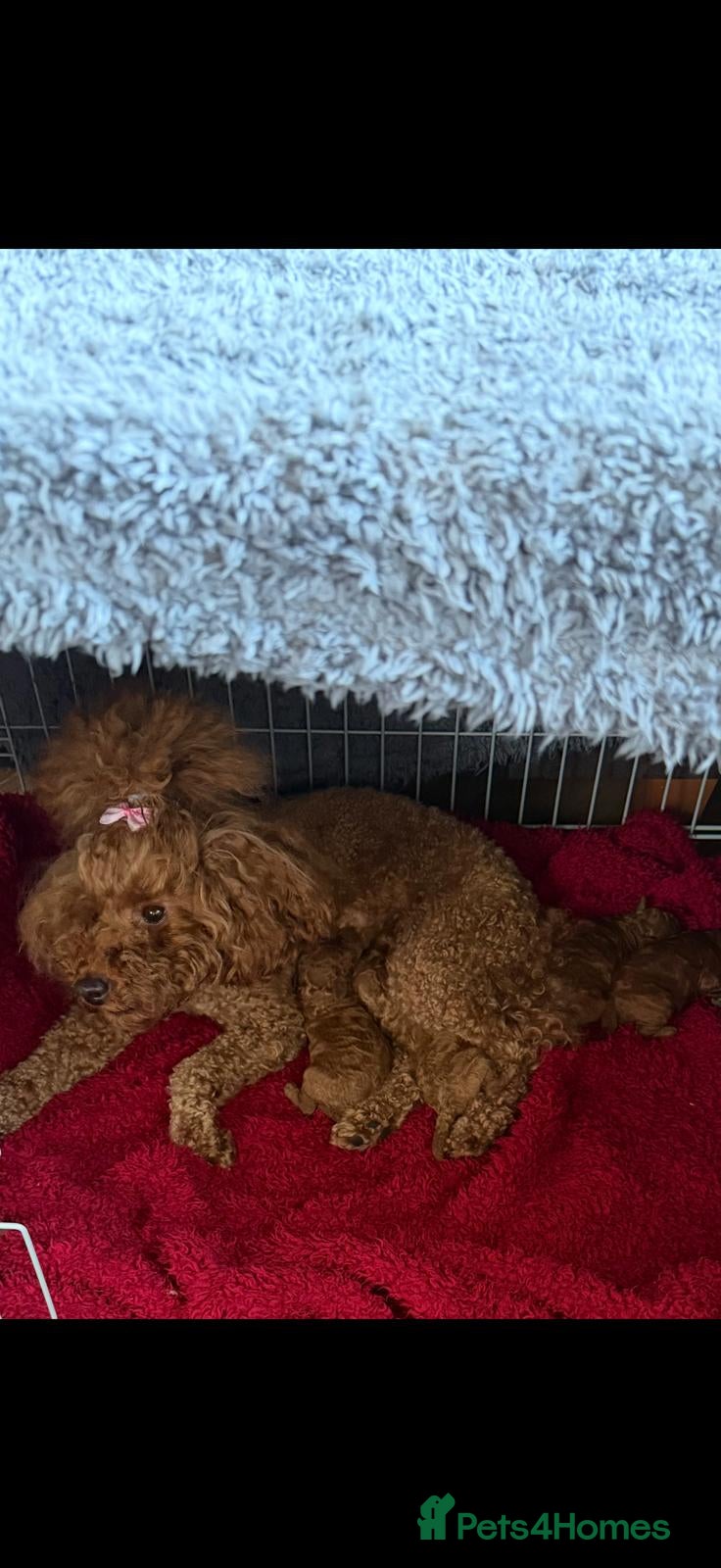 Toy Poodle dogs Outstanding KC registered dark red Toy poodles  - Advert 2