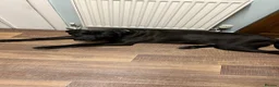 Mixed Breed dogs for sale: DDB X Dalmatian  - Advert 3