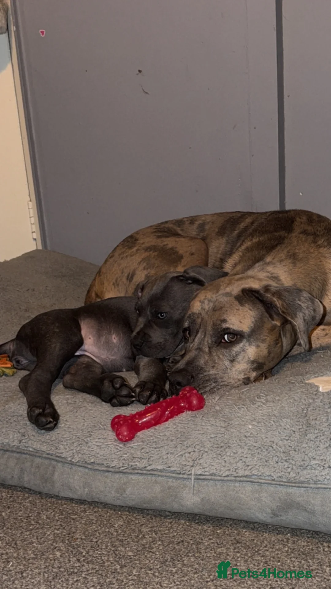 Cane Corso dogs for sale: BEAUTIFUL CANE CORSO PUPPY - Advert 1