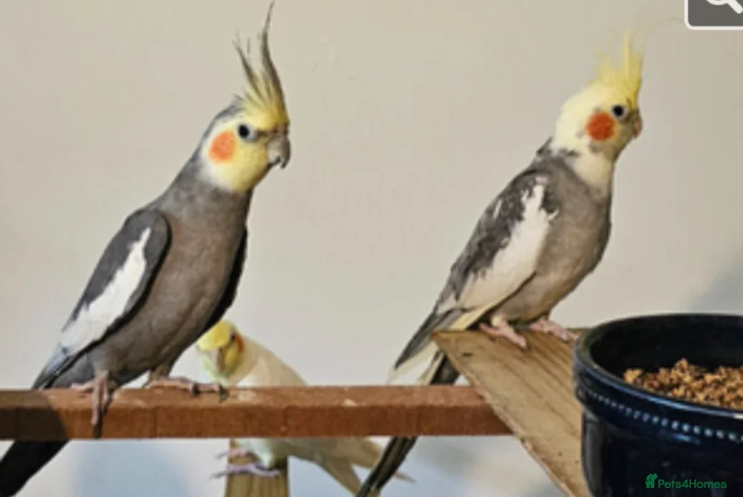 Cockatiels birds for sale: Beautiful Cockatiel Pair – Loving in Blandford Forum - Advert 2