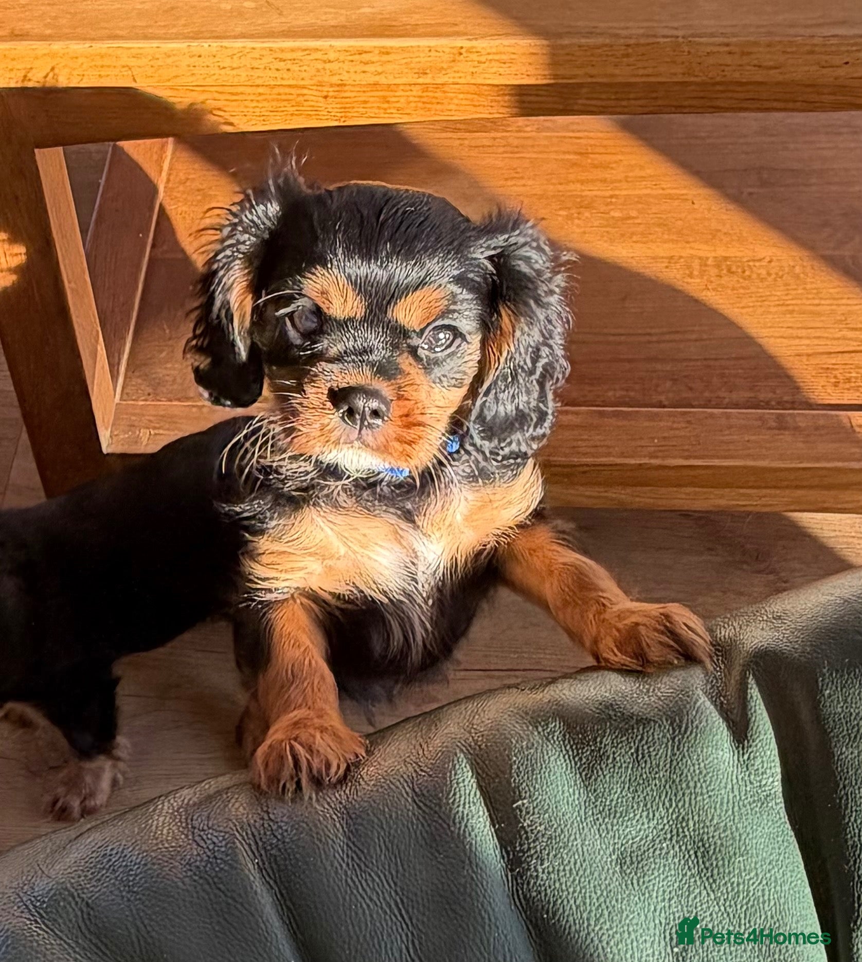 Cavalier King Charles Spaniel dogs KC registered Cavalier King Charles Ready Now - Advert 1