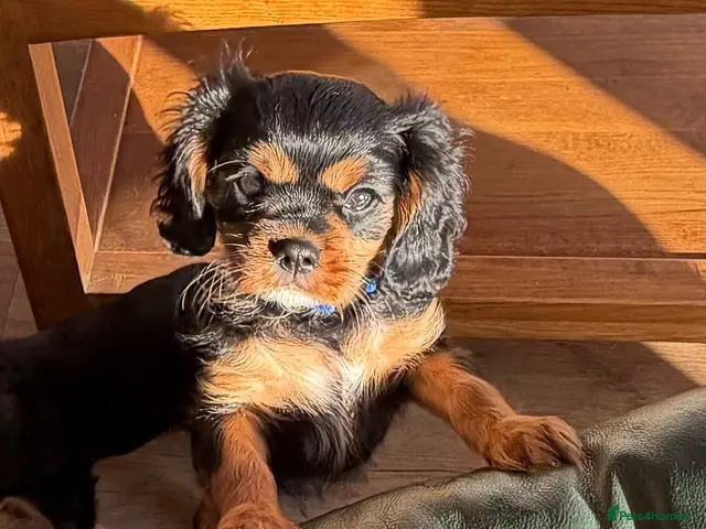 Cavalier King Charles Spaniel dogs KC registered Cavalier King Charles Ready Now - Advert 1