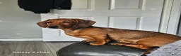 Dachshund dogs for sale: Beautiful standard dachshund  - Advert 16