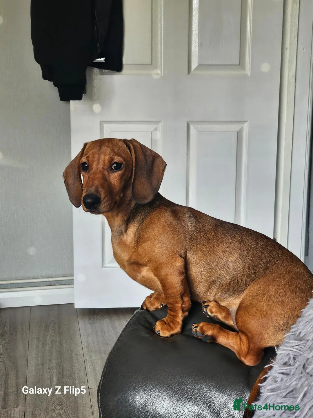 Dachshund dogs for sale: Beautiful standard dachshund  - Advert 16