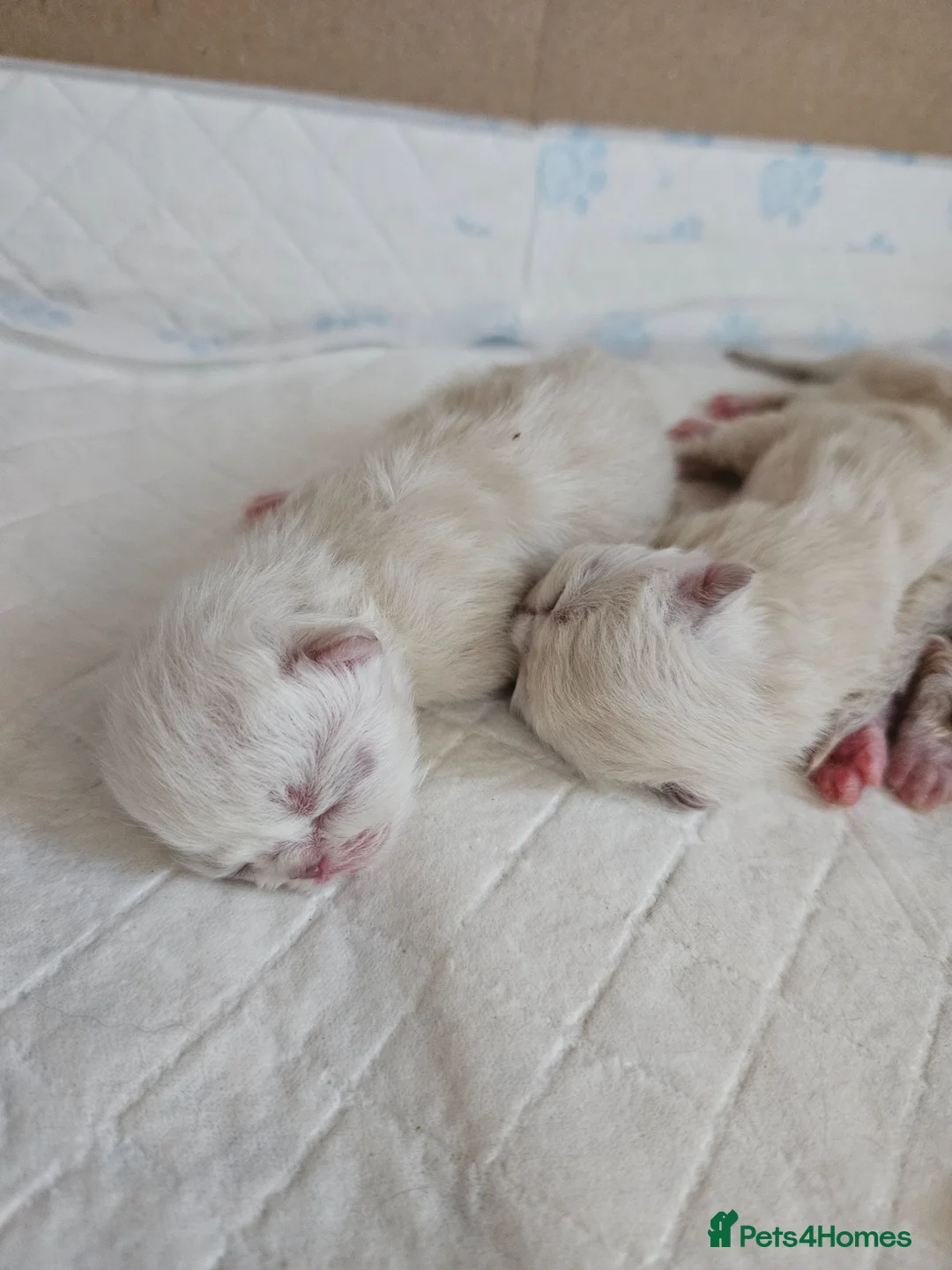 Persian cats for sale: 😻Stunning Pedigree Persian Kittens😻  - Advert 30