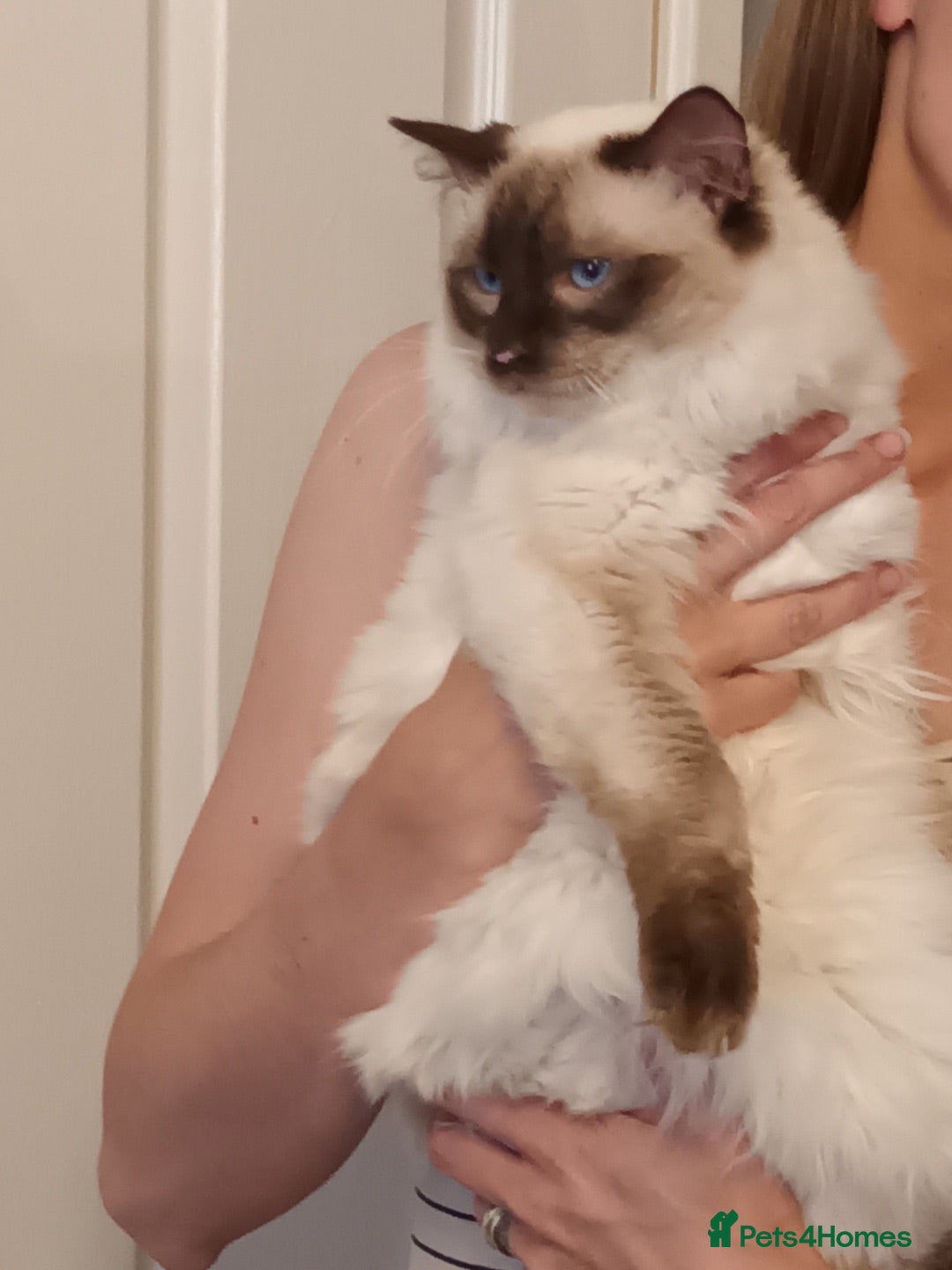 Ragdoll cats RAGDOLL MALE (Seal Point) - Advert 2